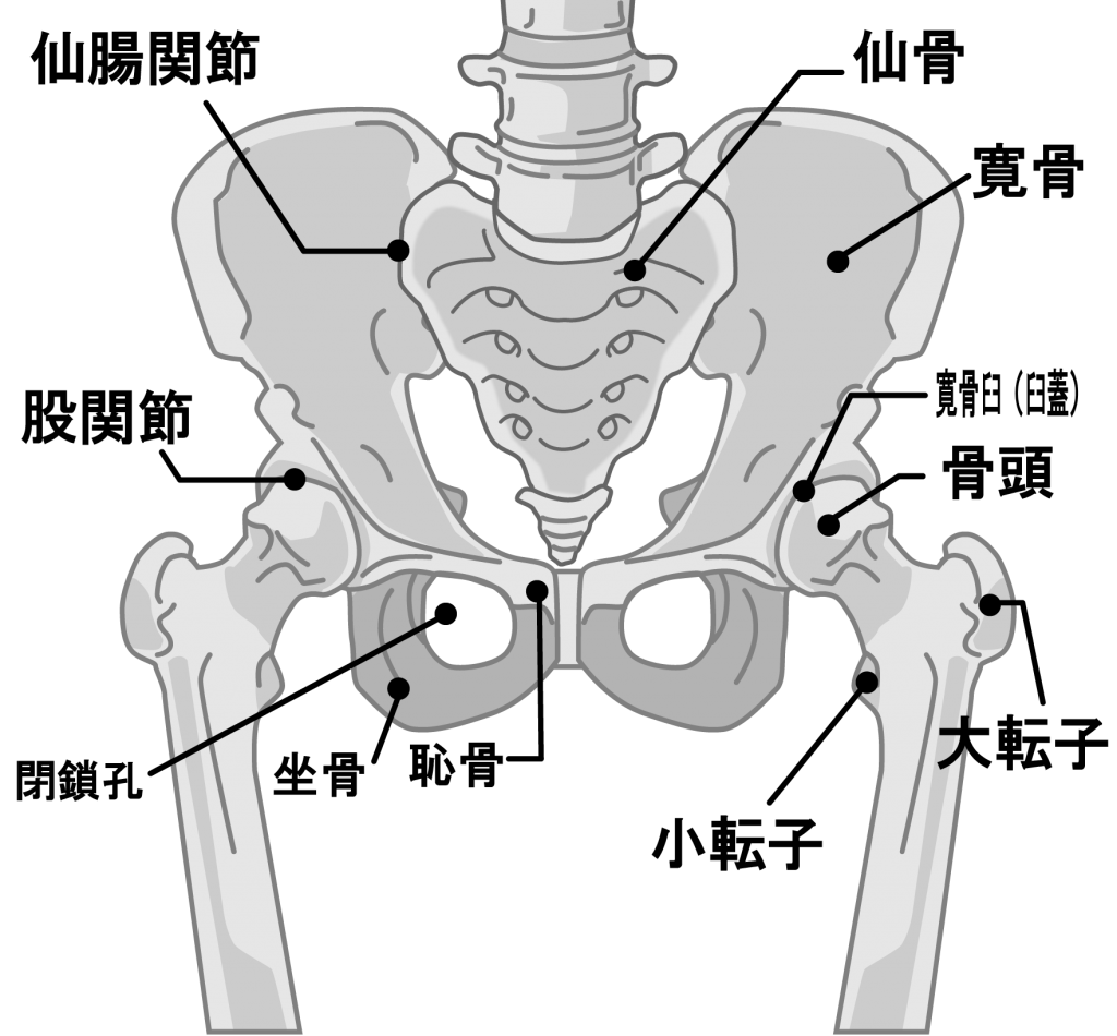 骨盤 を 構成 する 骨