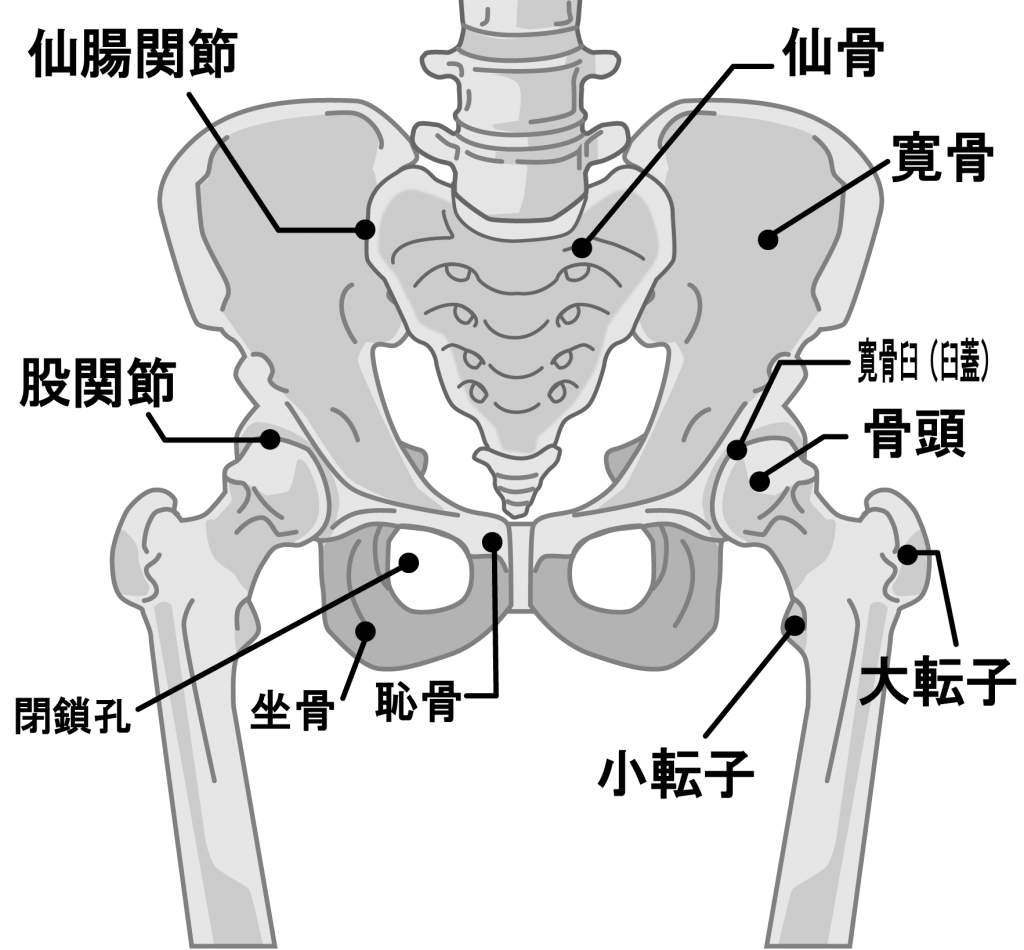 股関節 について 正しい の は どれ か