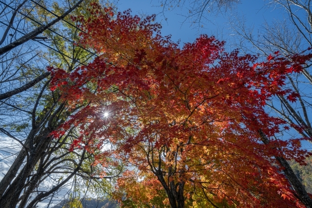 紅葉の中歩く