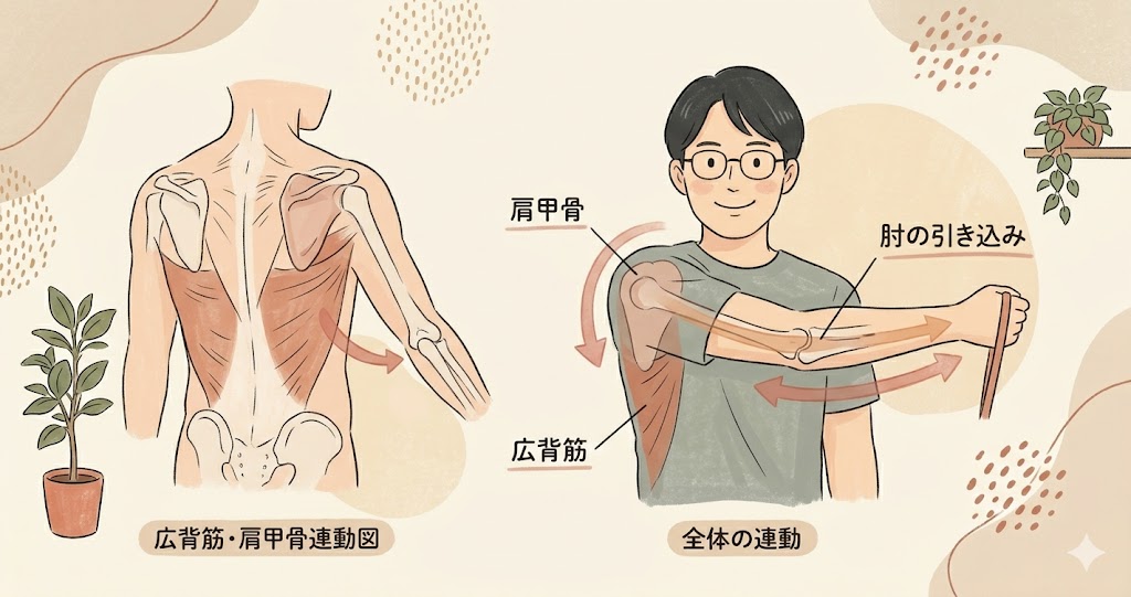 肩甲骨・広背筋・肘の連動を示した身体の解説図