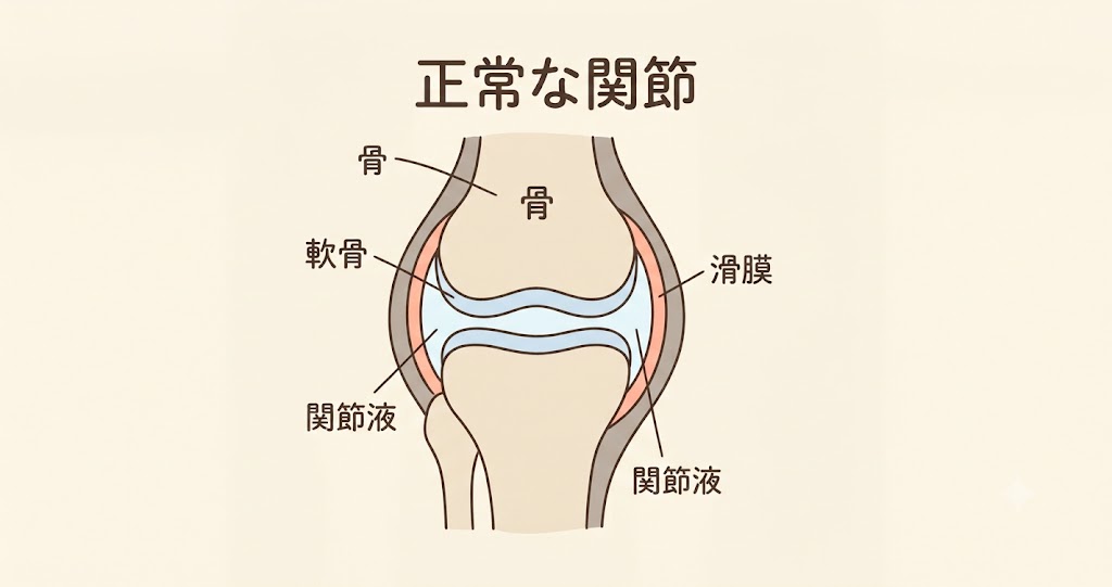 関節液と滑膜の働きを示すイラスト